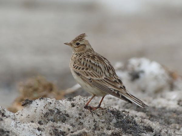Kiuru, Eurasian Skylark, Alauda arvensis